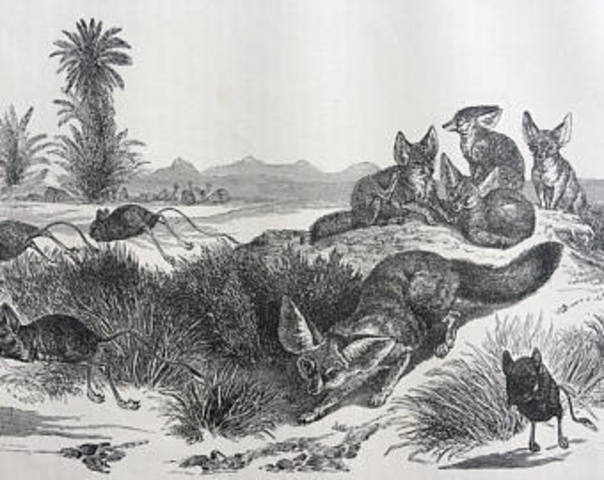 I mammiferi prendono il posto dei dinosauri