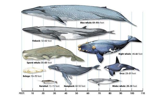 I cetacei, dominatori dei mari