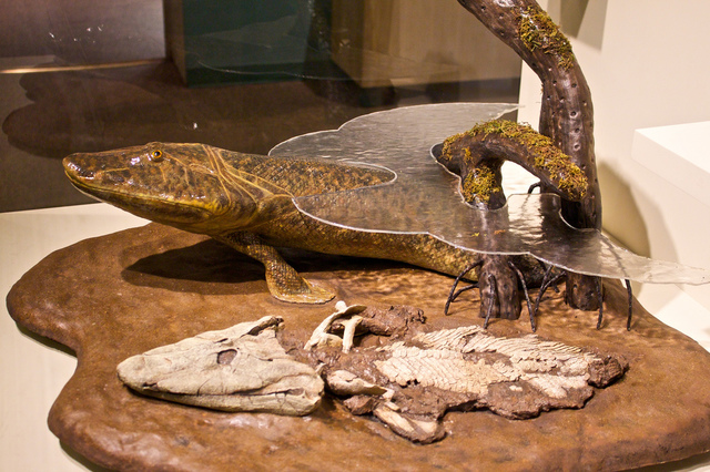 Nascono le prime forme di vertebrati