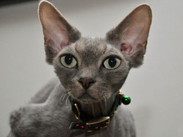 I Got My First Cat, Gracia