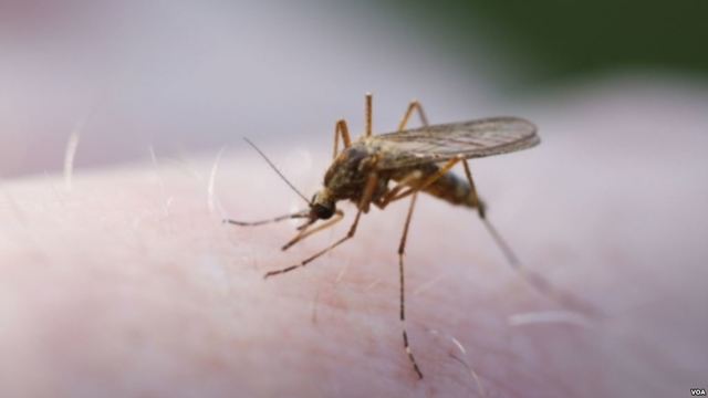 Ronal Ross "Relacion entre numero de mosquitos y la incidencia de Malaria"  Ronald Ross (1857-1932)