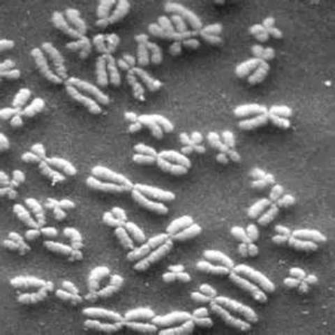 Secuencia del primer cromosoma