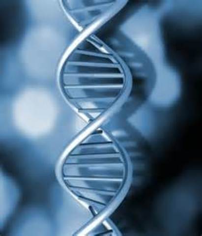 Primer borrador de la secuencia del genoma humano