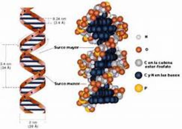 Etapa completa del genoma humano en una planta comestible