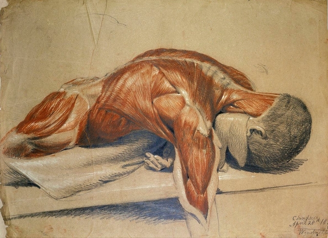 Anatomy (Renaissance)