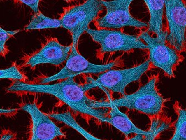HeLa Cells (Modern Era)