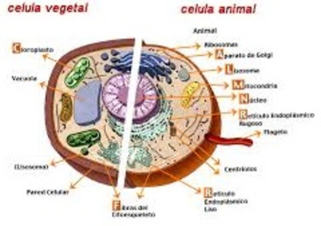 Theodor Schwann - Matthias Schleiden
