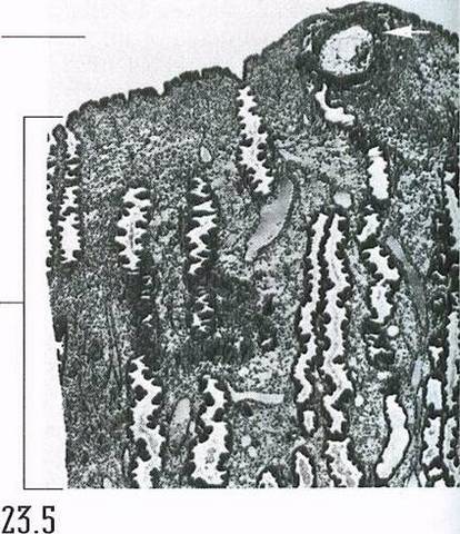 The 1st Trimester the Pre-Embryo Stage