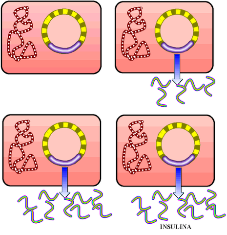 Se clona el gen de la insulina humana