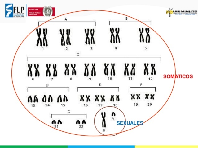 Secuencia completa y ensamblada del genoma humano