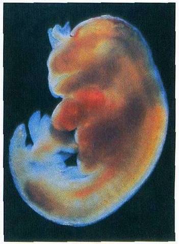 The 1st Trimester - 1st Month