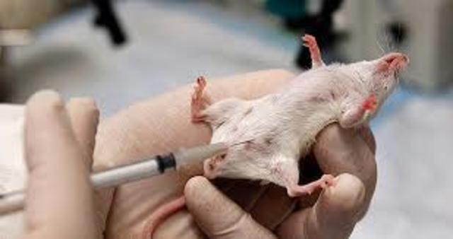 Experimento de Pavlov con animales.