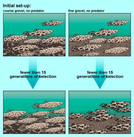 Natural Selection Theory