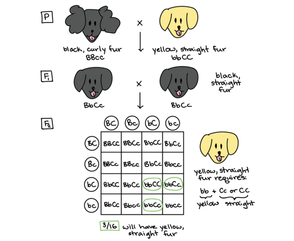 Law of Independent Assortment