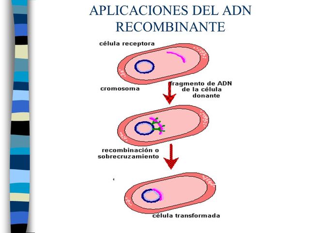 Primera molécula de ADN recombinante