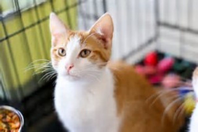 Got second cat named Lily