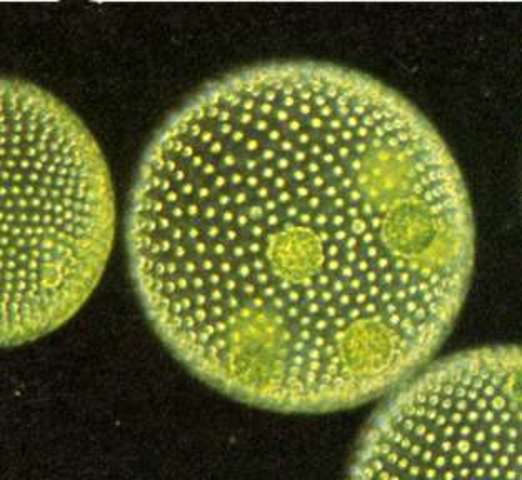 Primi procarioti ed eucarioti