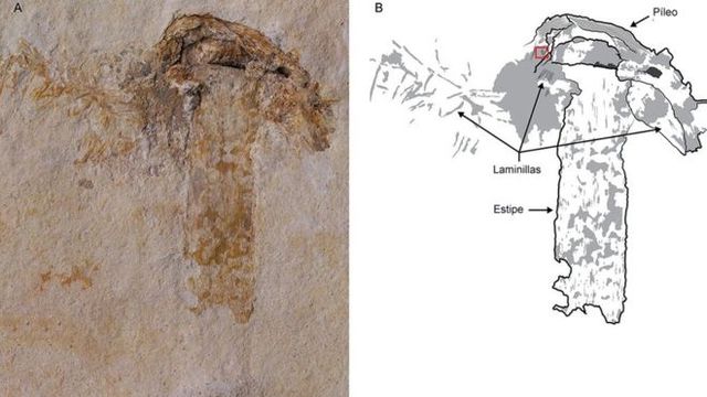 Fósil de hongo más antiguo