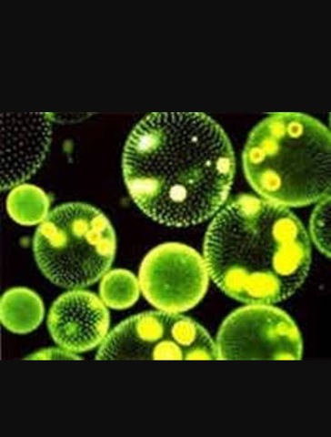 Comparsa di procarioti ed eucarioti