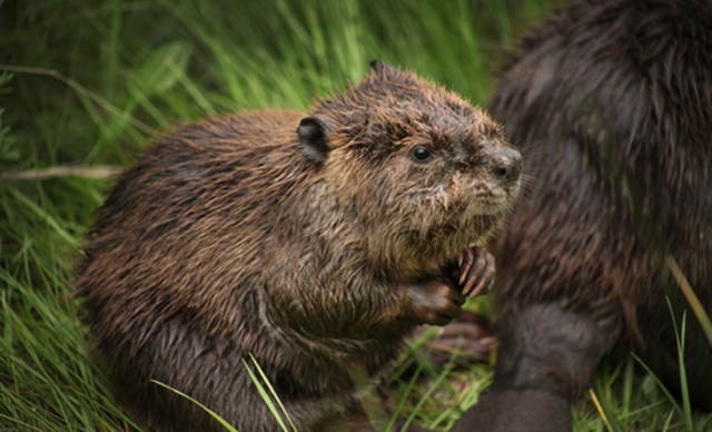 The beaver crisis