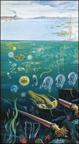 La presenza di vita nei mari