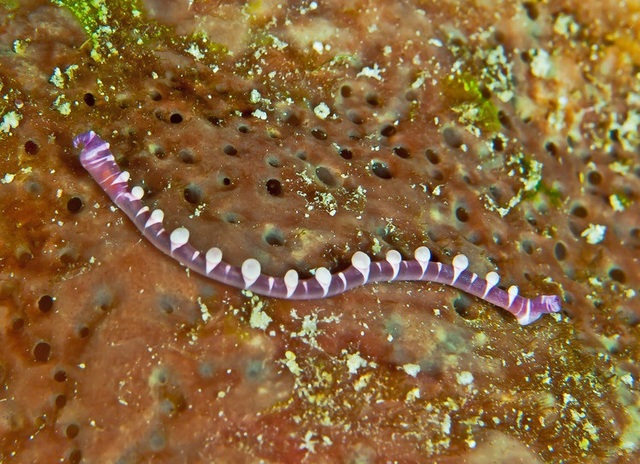 L' acqua dolce e i suoi animali