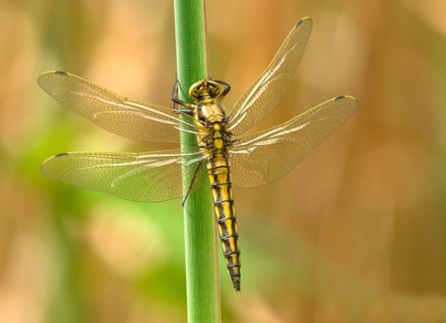 Insetti e artropodi colonizzano le terre ferme