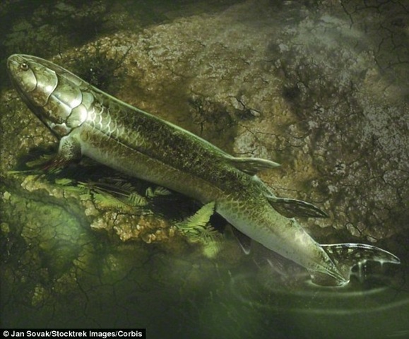 Compaiono i primi vertebrati