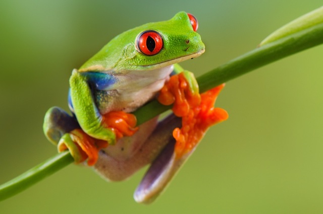 Compaiono gli anfibi