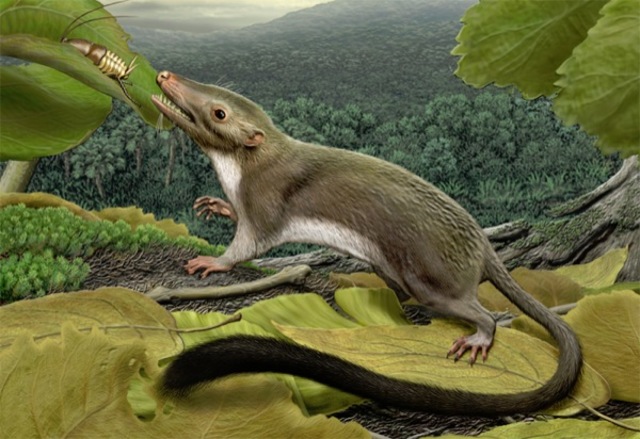 Mammiferi colonizzano la terra