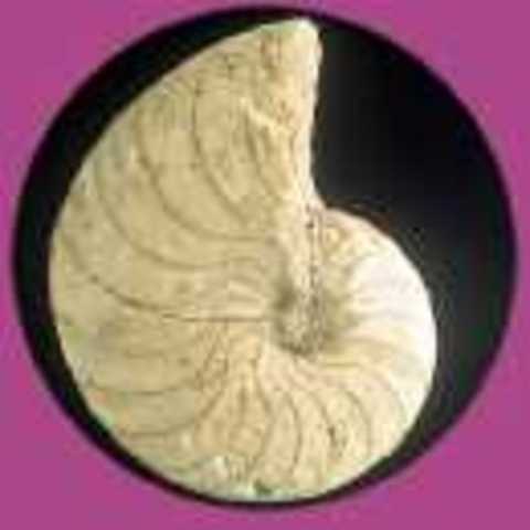 PALAEOZOIC ERA - ORDOVICIAN PERIOD: