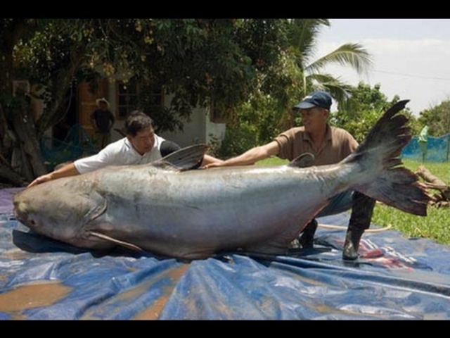 My dad caught a 62 inch lake trout