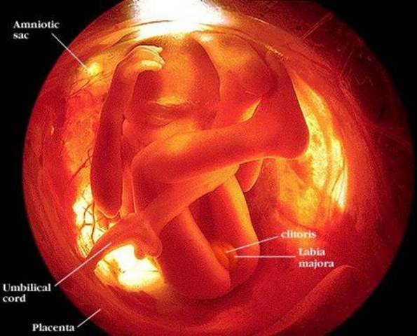 The 2nd Trimester - Month 5