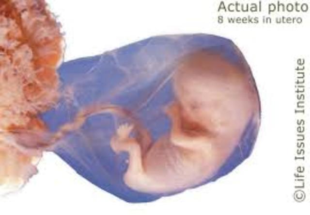 2nd Month (Weeks 8-10)