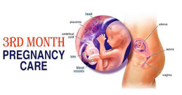 3rd Month (Weeks 13 -15)