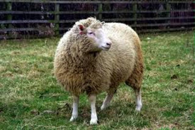 Dolly Sheep