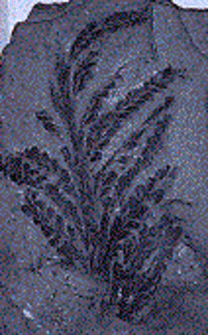 PALAEOZOIC ERA - DEVONIAN PERIOD: