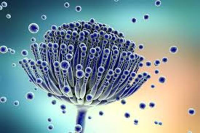 Aspergillus