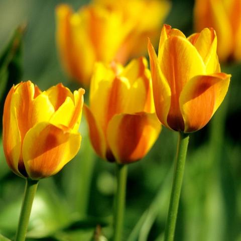 REVOLUCIÓ DE LES TULIPES