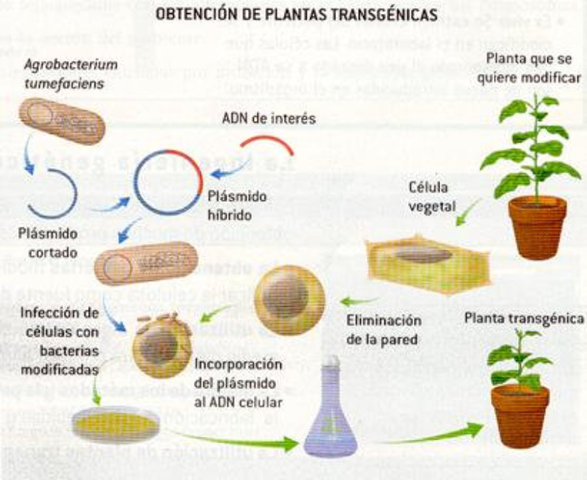Plantas transgénicas y secuenciador automático de ADN por fluorescencia.