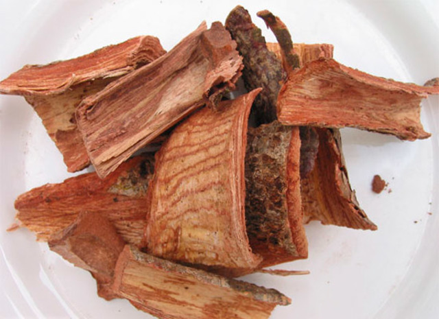 “Corteza del cuachalalate contra el microorganismo&nbsp;Helicobacter pylori”