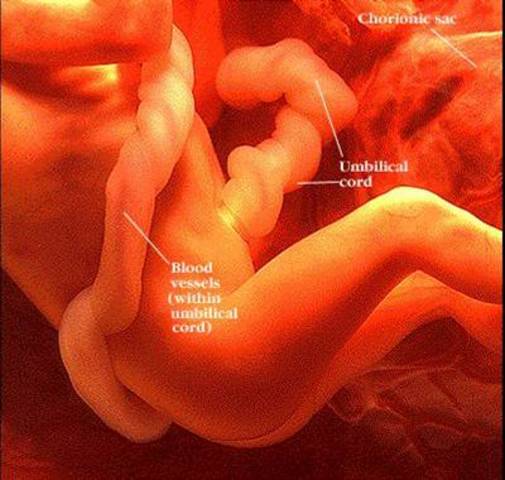 The 3rd Trimester - Month 7