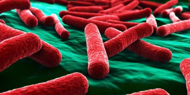 Ecco che la vita nacque dalla crescita e proliferazione dei batteri