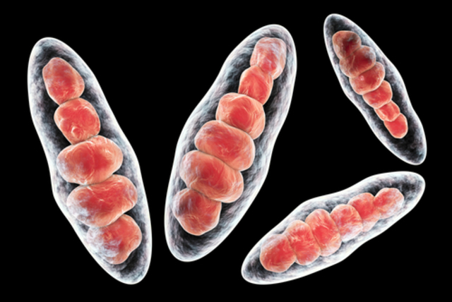 Data di origine dei primi esseri pluricellulari
