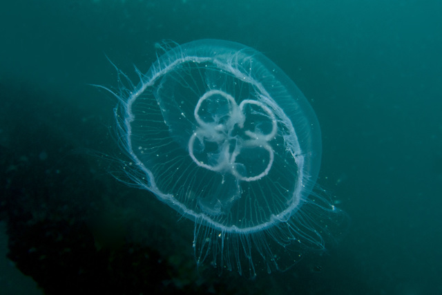 i primi invertebrati, le prime 'meduse'