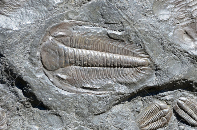 E' ora dell'età dei trilobiti