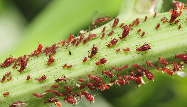 La colonizzazione delle piante favorisce la riproduzione, e quindi crescita, degli insetti