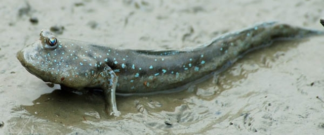 I primi vertebrati 'sbarcano' sulla terra ferma