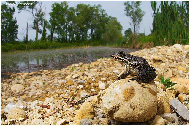 Compaiono gli anfibi, di seguito si diffondono gli insetti che hanno dimensioni molto lontane da quelle che possiamo immaginare ai tempi nostri (es. libellule)
