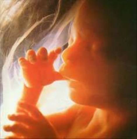 The 3rd Trimester - Month 7